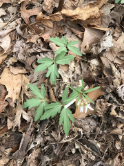 Slender toothwort (Cardamine angustata)