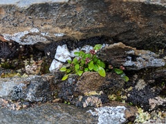 Alpine bittercress (Cardamine bellidifolia)