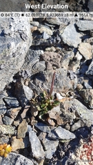 Alpine bittercress (Cardamine bellidifolia)
