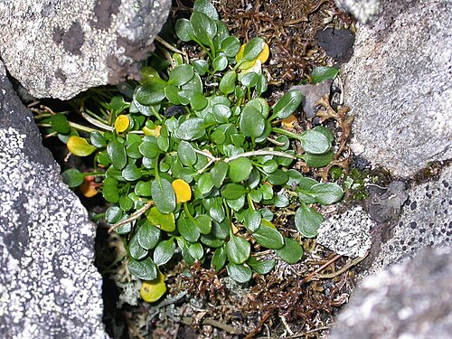 Alpine bittercress: Cardamine bellidifolia