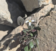Alpine bittercress (Cardamine bellidifolia)