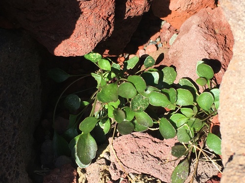 Alpine bittercress (Cardamine bellidifolia)