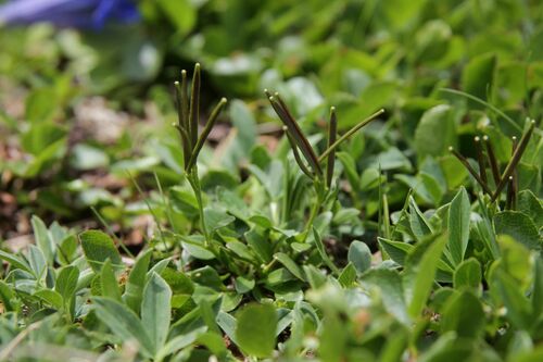 Alpine bittercress (Cardamine bellidifolia)