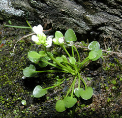 Alpine bittercress (Cardamine bellidifolia)