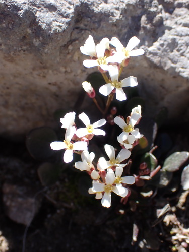 Alpine bittercress (Cardamine bellidifolia)