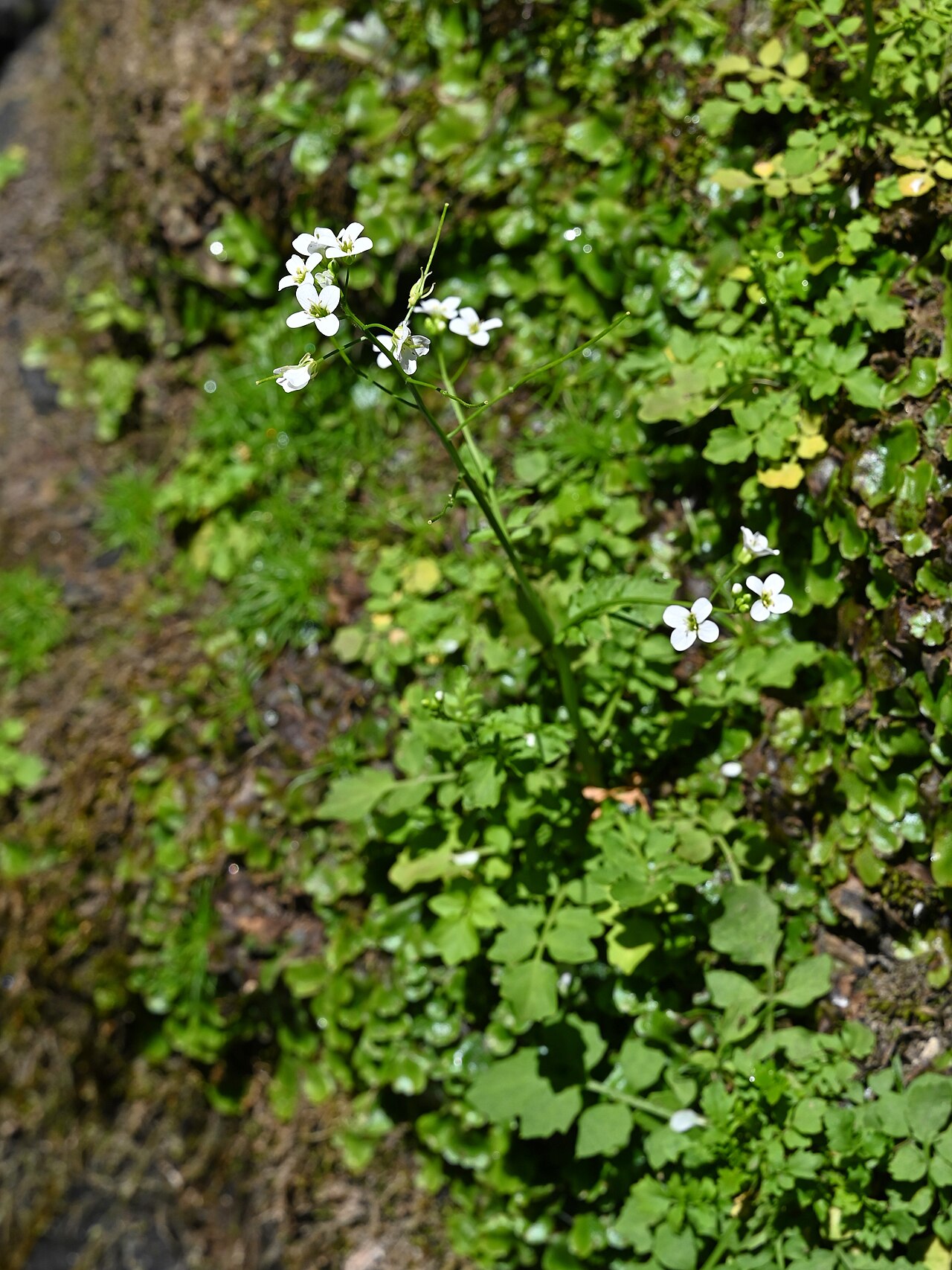 Cardamine caldeirarum: Cardamine caldeirarum NE from Salga on Sao Miguel Island, Azores