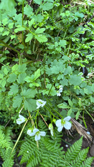 Cardamine caldeirarum (Cardamine caldeirarum)