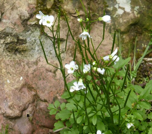 Cardamine caldeirarum (Cardamine caldeirarum)