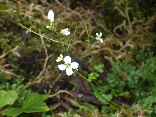 Cardamine caldeirarum (Cardamine caldeirarum)