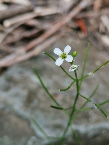 Cardamine caldeirarum (Cardamine caldeirarum)