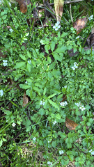Cardamine caldeirarum (Cardamine caldeirarum)