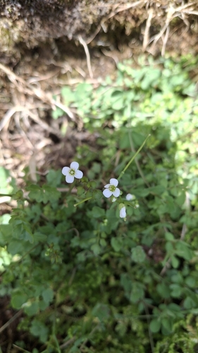 Cardamine caldeirarum (Cardamine caldeirarum)