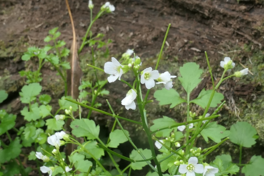 Cardamine caldeirarum (Cardamine caldeirarum)