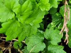 Cardamine caldeirarum (Cardamine caldeirarum)