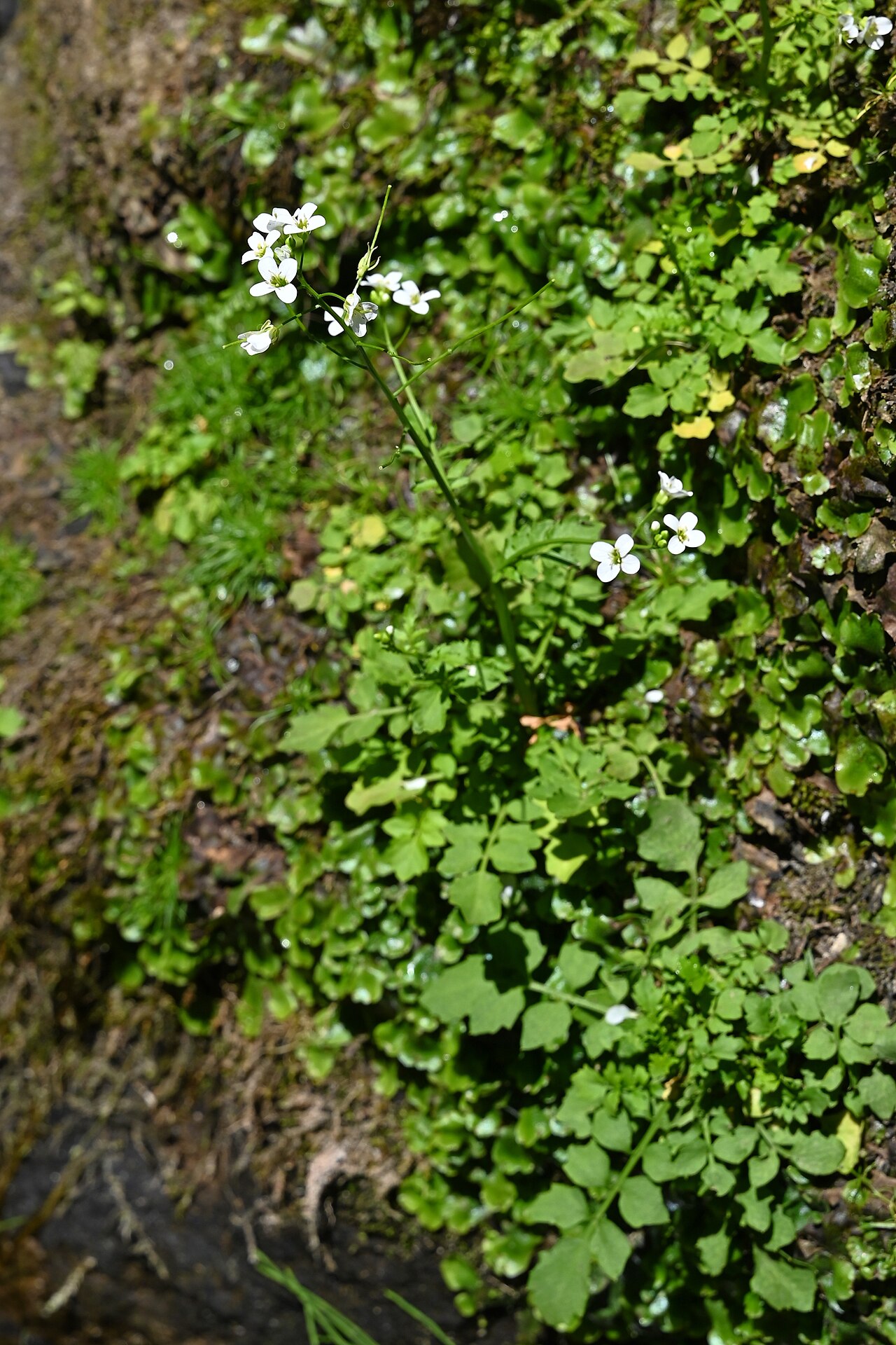 Cardamine caldeirarum: Cardamine caldeirarum NE from Salga on Sao Miguel Island, Azores