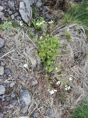 Cardamine caldeirarum (Cardamine caldeirarum)