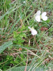 Cardamine caldeirarum (Cardamine caldeirarum)