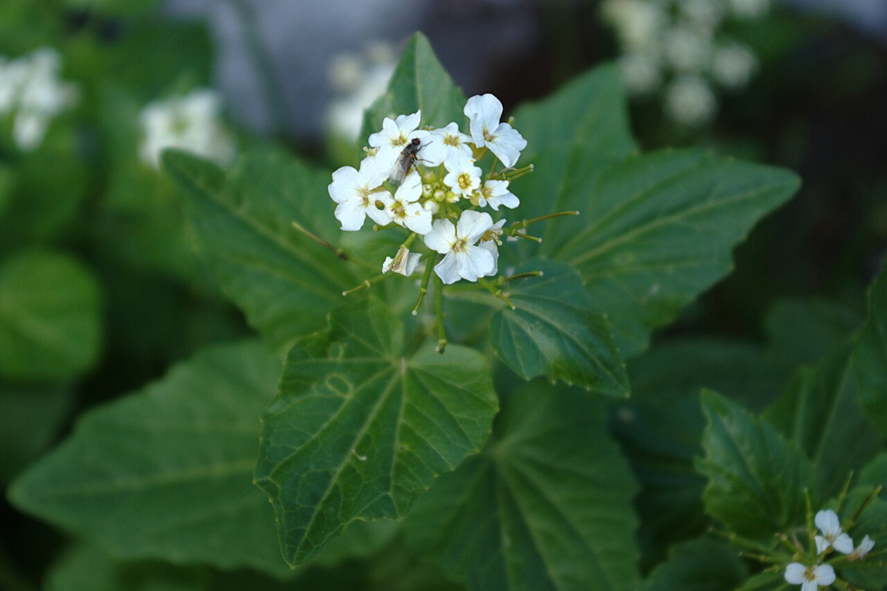 Heartleaf bittercress: Cardamine cordifolia variety cordifolia , heart-leaved bittercress, showing flowers, pods, and leaves, with unidentified insect. Santa Fe Ski Basin, Santa Fe Na