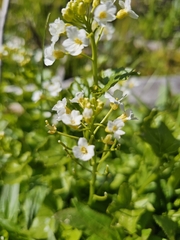 Heartleaf bittercress (Cardamine cordifolia)