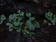 Heartleaf bittercress (Cardamine cordifolia)