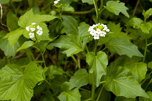Heartleaf bittercress (Cardamine cordifolia)