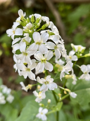 Heartleaf bittercress (Cardamine cordifolia)