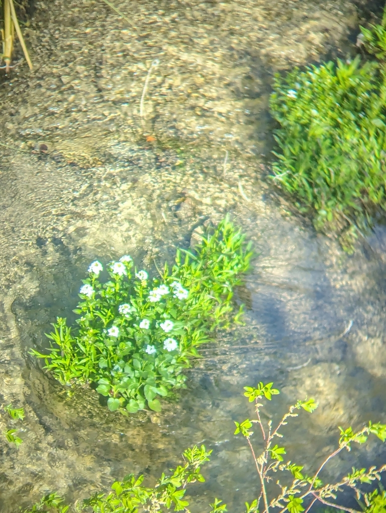 Heartleaf bittercress (Cardamine cordifolia)