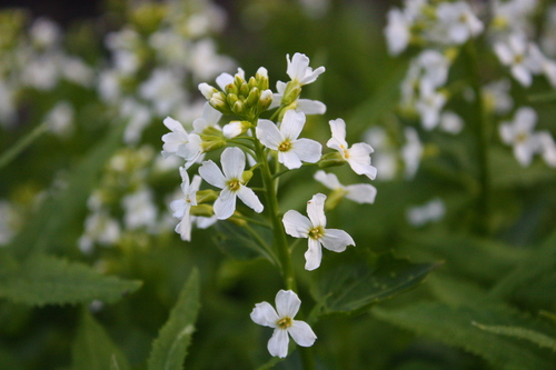 Heartleaf bittercress (Cardamine cordifolia)