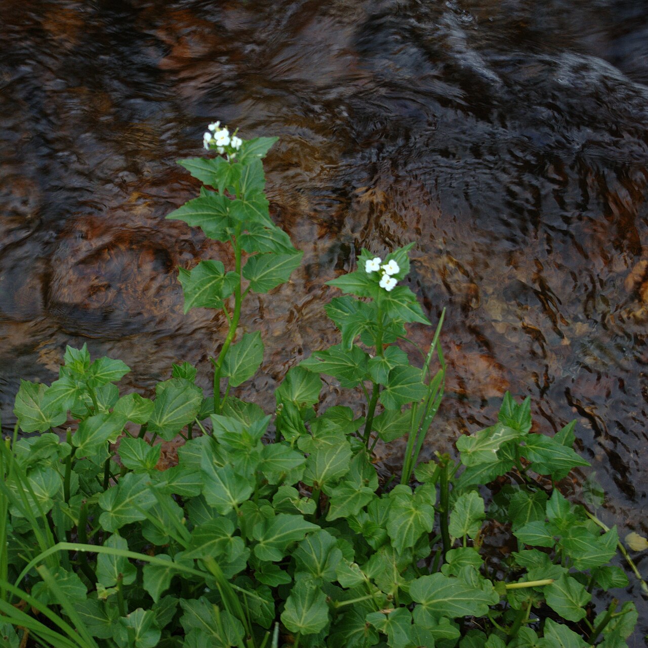 Heartleaf bittercress: Cardamine cordifolia , heart-leaved bittercress, growing next to a stream, Santa Fe Ski Basin, S. F. National Forest, near Santa Fe, New Mexico.