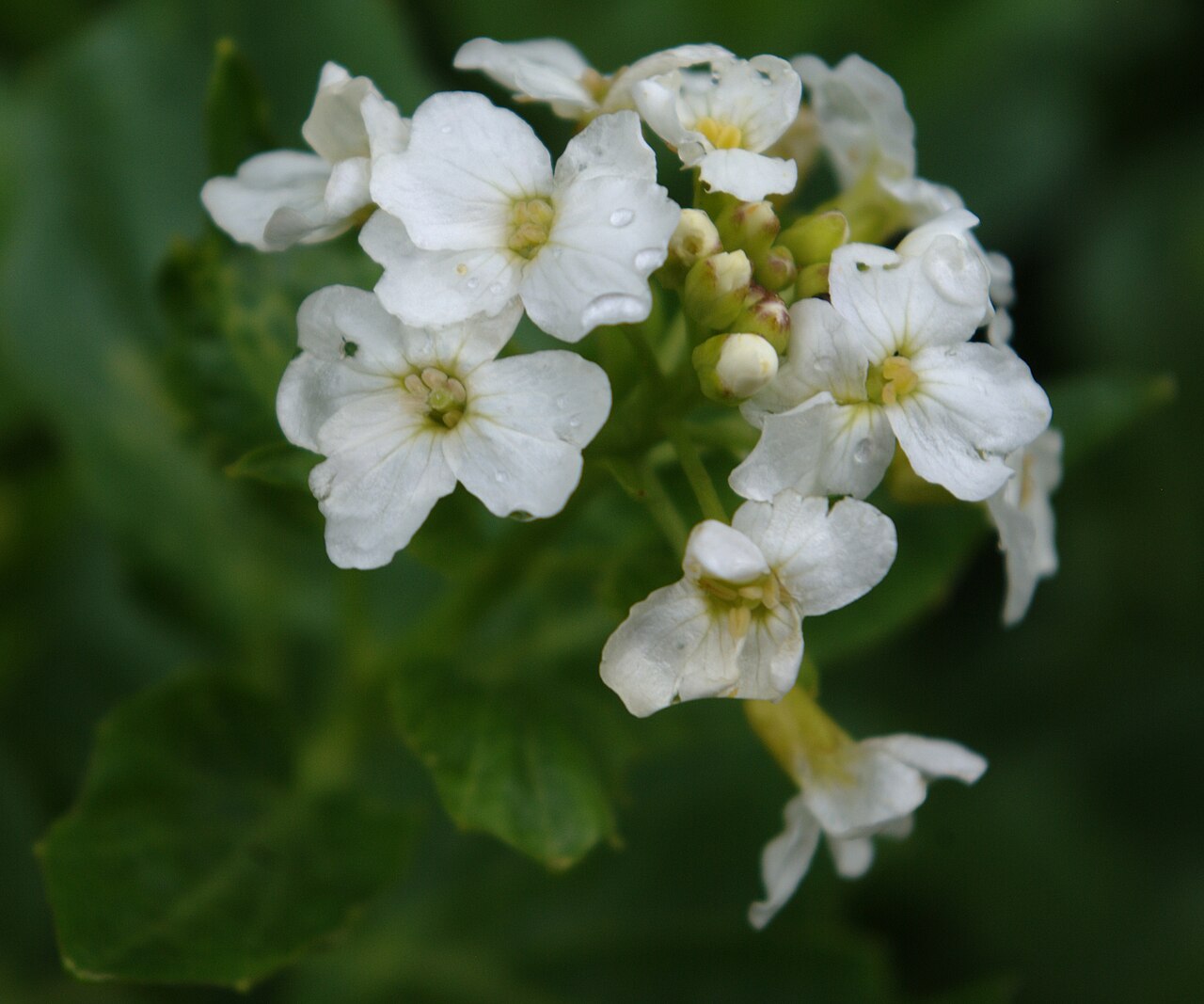Heartleaf bittercress: Inflorescence of heartleaf bittercress, Cardamine cordifolia var. cordifolia , Santa Fe Ski Basin, Santa Fe National Forest, near Santa Fe, New Mexico. Altitude
