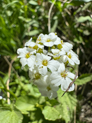 Heartleaf bittercress (Cardamine cordifolia)