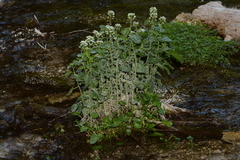 Heartleaf bittercress (Cardamine cordifolia)