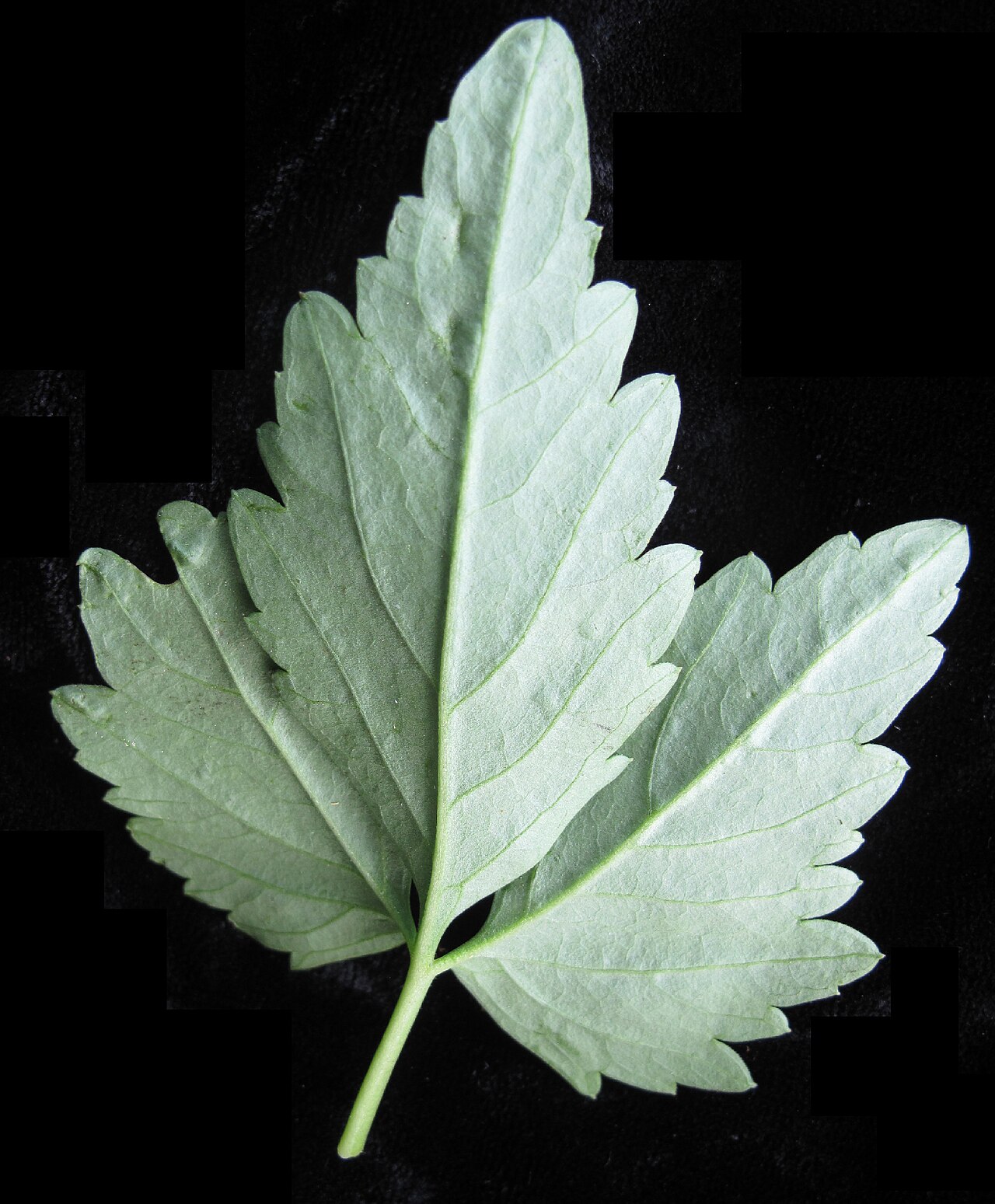 Crinkleroot: Nom français : dentaire à deux feuilles. Nom anglais : two-leaved toothwort. Feuille de dentaire à deux feuilles, vue de dessous.
