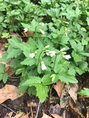 Crinkleroot (Cardamine diphylla)