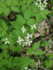 Crinkleroot (Cardamine diphylla)