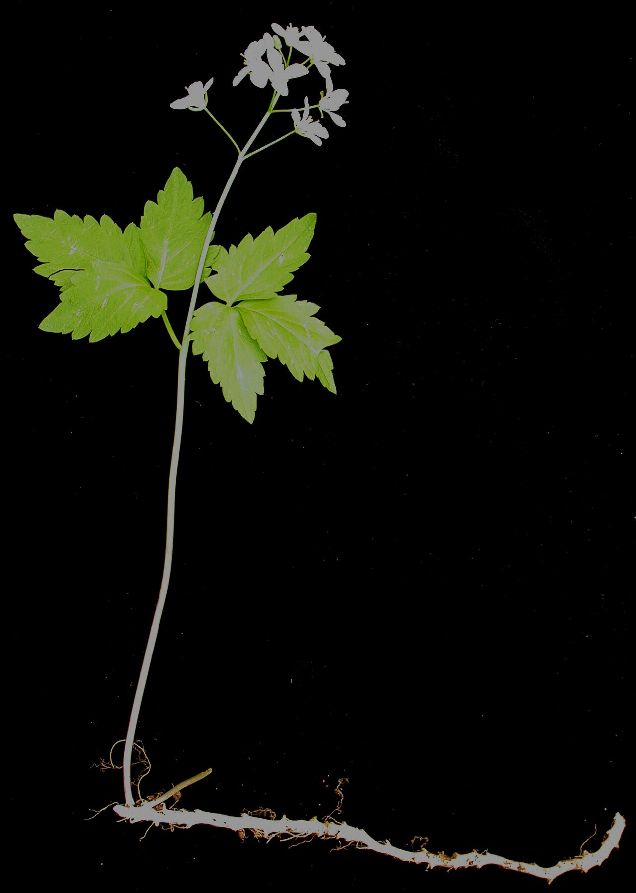 Crinkleroot: Nom français : dentaire à deux feuilles. Nom anglais : two-leaved toothwort. Plant entier (tige, feuilles, inflorescence (fleurs), racine) de dentaire à deux fe