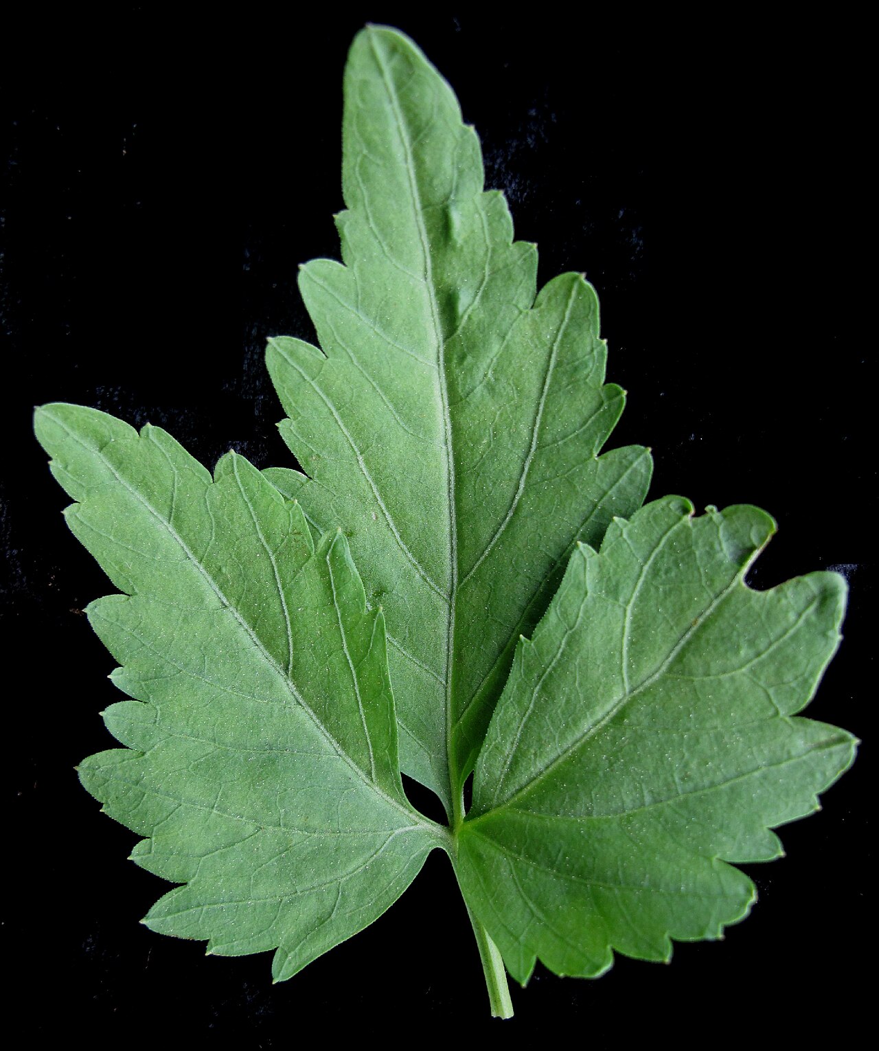 Crinkleroot: Nom français : dentaire à deux feuilles. Nom anglais : two-leaved toothwort. Feuille de dentaire à deux feuilles, vue de dessus.