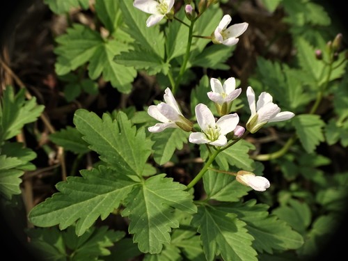 Crinkleroot (Cardamine diphylla)