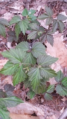 Crinkleroot (Cardamine diphylla)