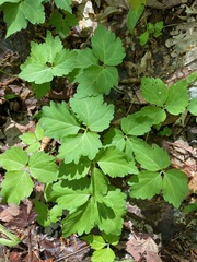 Crinkleroot (Cardamine diphylla)
