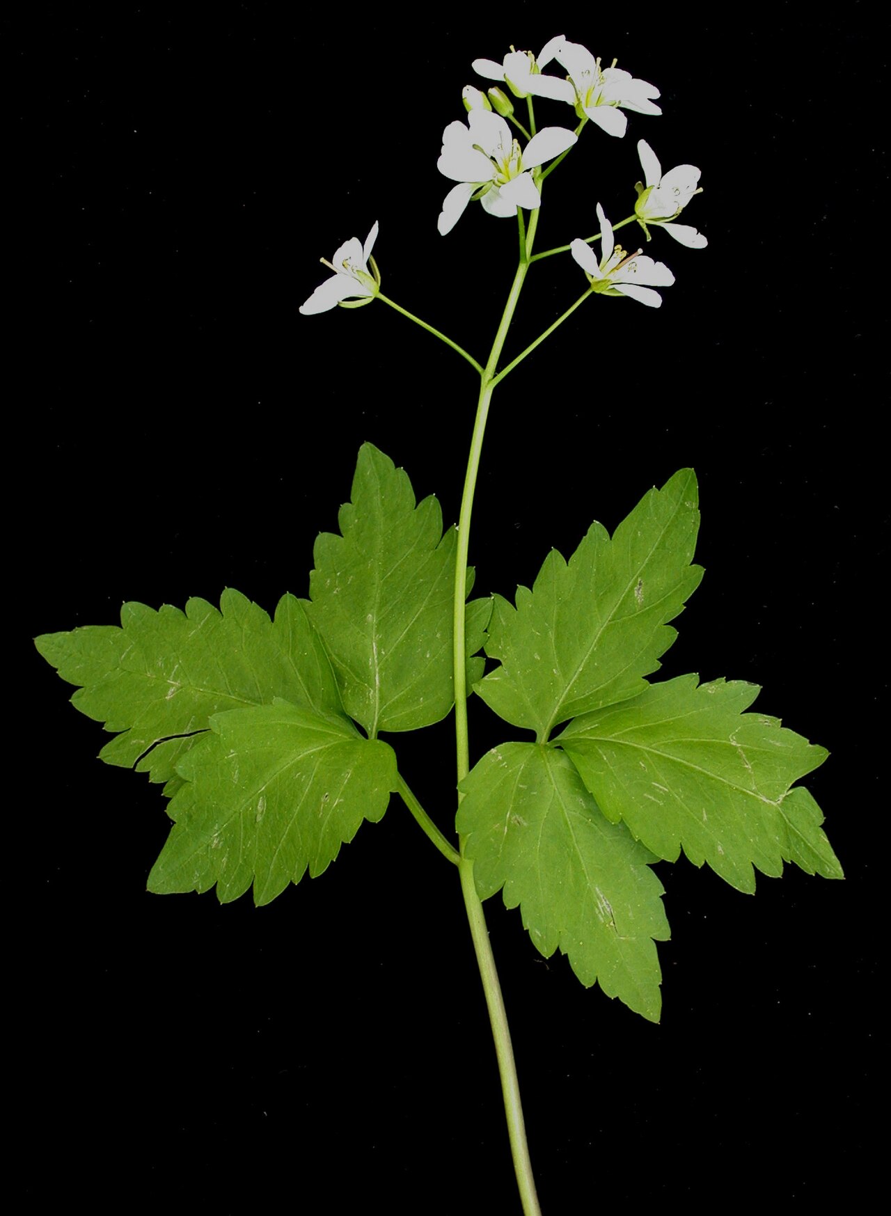 Crinkleroot: Nom français : dentaire à deux feuilles. Nom anglais : two-leaved toothwort. Tige, feuilles, inflorescence (fleurs) de dentaire à deux feuilles.