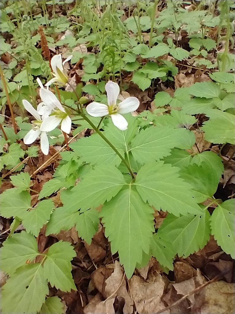 Crinkleroot (Cardamine diphylla)