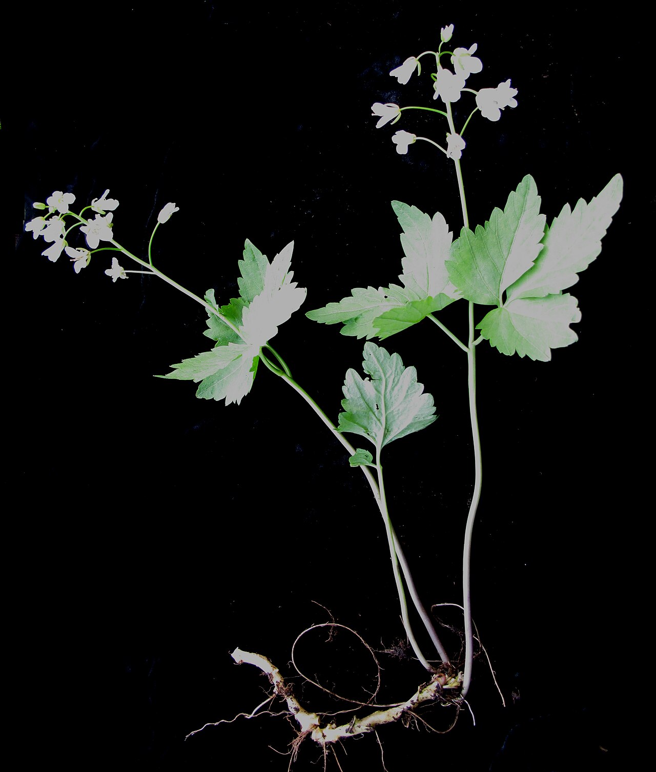Crinkleroot: Nom français : dentaire à deux feuilles. Nom anglais : two-leaved toothwort. Plant entier (tige, feuilles, inflorescence (fleurs), racine) de dentaire à deux fe