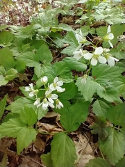 Crinkleroot (Cardamine diphylla)