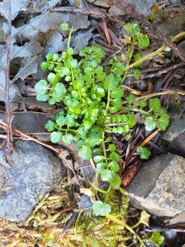 Woodland bittercress (Cardamine flexuosa)
