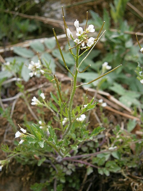 Woodland bittercress: Cardamine flexuosa