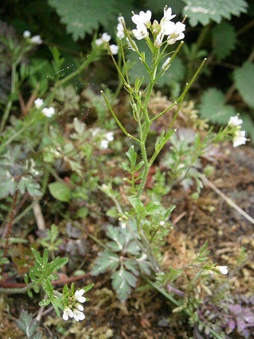 Woodland bittercress: Cardamine flexuosa