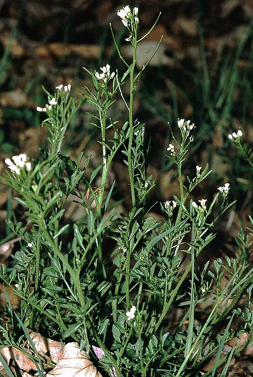 Woodland bittercress (Cardamine flexuosa)