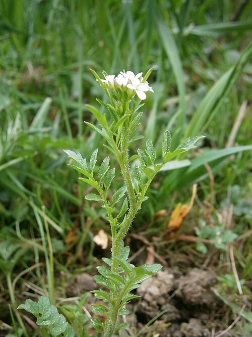 Woodland bittercress: Cardamine flexuosa