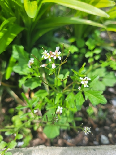 Woodland bittercress (Cardamine flexuosa)